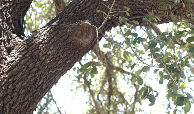 Texas Live Oak branch