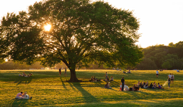 Zilker Park Monkey Tree