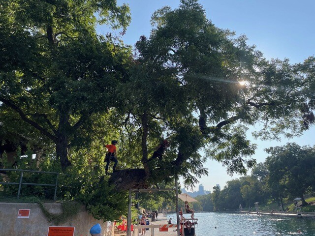 Flo, the leaning tree at Barton Springs Pool