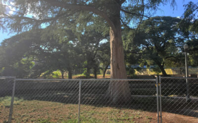 The Fight to Save Brackenridge Park in San Antonio—Free Zilker Allies with First Nations Leaders